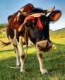 mucca albanese, di chiccoclicco