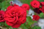 red rose, di Marty88