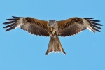 Nibbio Reale ( volo frontale ), di sabillon