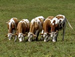 mucche di cortina ,belluno, di chiccoclicco