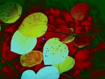 foglie, di ilariogirofoto