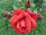 Rosa rossa, di giovannavil
