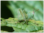 GrasshopperB, di gipacca