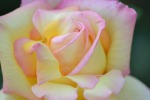 rosa gialla con sfumature rosa, di graziella57