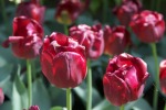 Tulipani, di micio