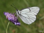 Farfalla, di maostanchina