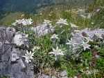 edelweiss sul monte tofino, di chiccoclicco