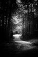 Quella strada nel bosco ......, di Maximo