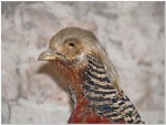 Old Golden Pheasant, di gipacca