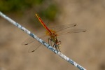 Dragonfly, di danger