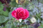 Rosa rossa, di micio