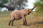 Giovani elefanti al pascolo, di lukuga