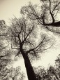 Tree-Art