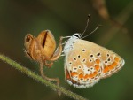 Butterfly, di f.colantuono