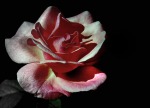 Una rosa di sera........., di mastro