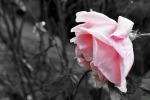 Rosa, di Mttmi82