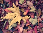 Dead Leaves, di Deep_blue