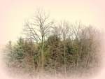 alberi in una fredda mattina invernale, di Lucyll
