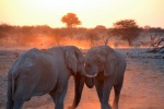 Elefanti al tramonto., di ginocosta