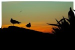Gabbiani al tramonto, di marco74