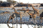 Giraffe inondate di sole!, di ginocosta