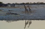 Giraffe alla pozza d'acqua., di ginocosta