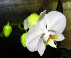 phalaenopsis, di isabpn