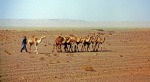 Tuareg con dromedari, di Patrix