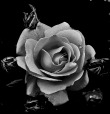 la rosa in nero