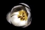 Tulipa, di Confusion