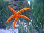 stella in un acquario, di giuly58