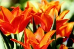 Happy Tulips, di Nadia_85
