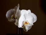 Orchidea, di giodra