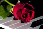 la rosa in musica