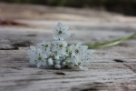 White flowers, di amazon