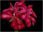 fiore rosso, di enzocala