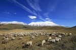 Solo pecore