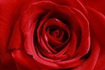 Una rosa rossa per te........, di sonado72
