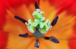 Nel centro del tulipano, di sonado72