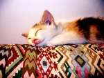 Gattina dormiente, di SalMessina