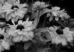 in bianco e nero, di ivy60