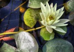 Fiore di loto, di Fotobyfabio