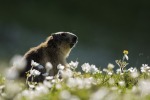 Marmotta backlight, di rufinus