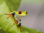 Red eyes tree frog