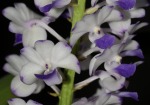 orchidea, di striker