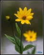 L'ultimo fiore..., di maostanchina