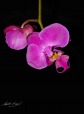 phalaenopsis, di niczap