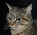 my lovely cat, di gabriel-ro