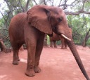 Elefante africano, di GIGI