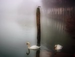 i cigni del fiume sile, di Fotobyfabio
